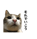 三毛猫もんめ（個別スタンプ：1）