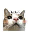 三毛猫もんめ（個別スタンプ：2）