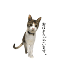 三毛猫もんめ（個別スタンプ：3）