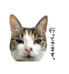 三毛猫もんめ（個別スタンプ：4）