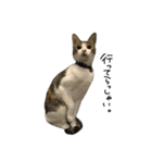三毛猫もんめ（個別スタンプ：5）