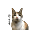 三毛猫もんめ（個別スタンプ：6）