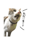 三毛猫もんめ（個別スタンプ：7）