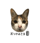 三毛猫もんめ（個別スタンプ：8）