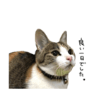 三毛猫もんめ（個別スタンプ：9）