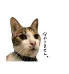 三毛猫もんめ（個別スタンプ：10）