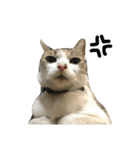 三毛猫もんめ（個別スタンプ：11）