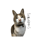 三毛猫もんめ（個別スタンプ：12）