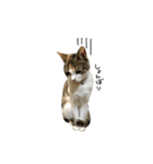 三毛猫もんめ（個別スタンプ：13）