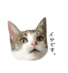 三毛猫もんめ（個別スタンプ：14）