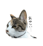 三毛猫もんめ（個別スタンプ：15）