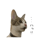 三毛猫もんめ（個別スタンプ：18）