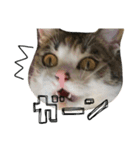 三毛猫もんめ（個別スタンプ：19）