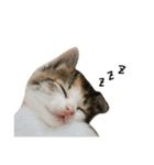 三毛猫もんめ（個別スタンプ：20）