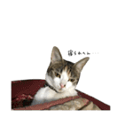 三毛猫もんめ（個別スタンプ：21）