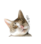 三毛猫もんめ（個別スタンプ：22）