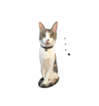 三毛猫もんめ（個別スタンプ：23）