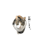 三毛猫もんめ（個別スタンプ：24）