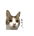 三毛猫もんめ（個別スタンプ：25）