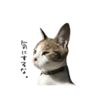 三毛猫もんめ（個別スタンプ：26）