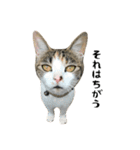 三毛猫もんめ（個別スタンプ：27）