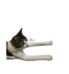 三毛猫もんめ（個別スタンプ：30）