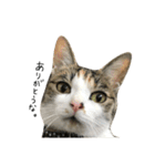三毛猫もんめ（個別スタンプ：32）