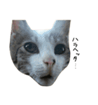 三毛猫もんめ（個別スタンプ：33）