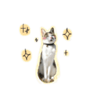 三毛猫もんめ（個別スタンプ：35）