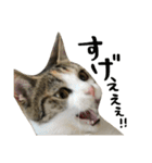 三毛猫もんめ（個別スタンプ：36）
