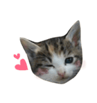三毛猫もんめ（個別スタンプ：38）