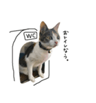 三毛猫もんめ（個別スタンプ：39）