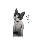 三毛猫もんめ（個別スタンプ：40）