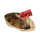Khun Chay Kratay（個別スタンプ：1）