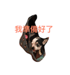 puggi（個別スタンプ：1）