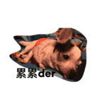 puggi（個別スタンプ：2）