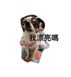 puggi（個別スタンプ：4）