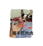 puggi（個別スタンプ：6）