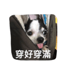 puggi（個別スタンプ：9）