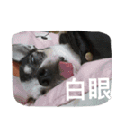 puggi（個別スタンプ：11）