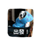 puggi（個別スタンプ：12）