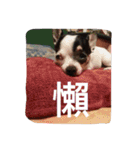 puggi（個別スタンプ：13）