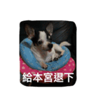 puggi（個別スタンプ：14）
