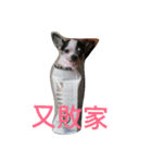 puggi（個別スタンプ：15）