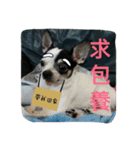 puggi（個別スタンプ：16）