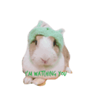 Cute rabbit beeboo apple（個別スタンプ：1）