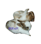 Cute rabbit beeboo apple（個別スタンプ：3）