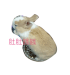 Cute rabbit beeboo apple（個別スタンプ：4）