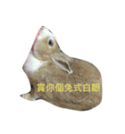 Cute rabbit beeboo apple（個別スタンプ：5）