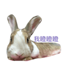 Cute rabbit beeboo apple（個別スタンプ：7）